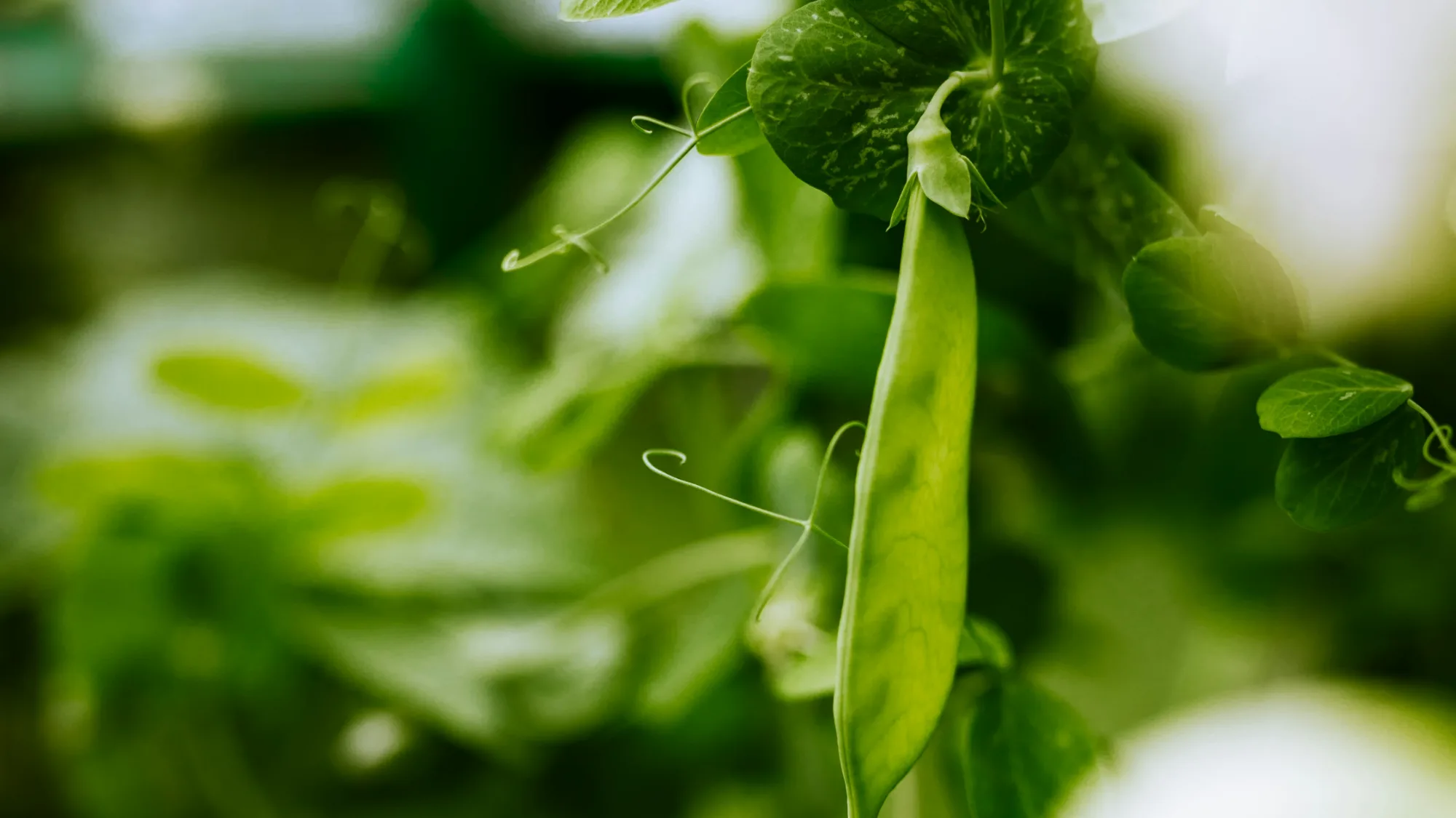 Ärtskida som hänger på en grön ärtplanta