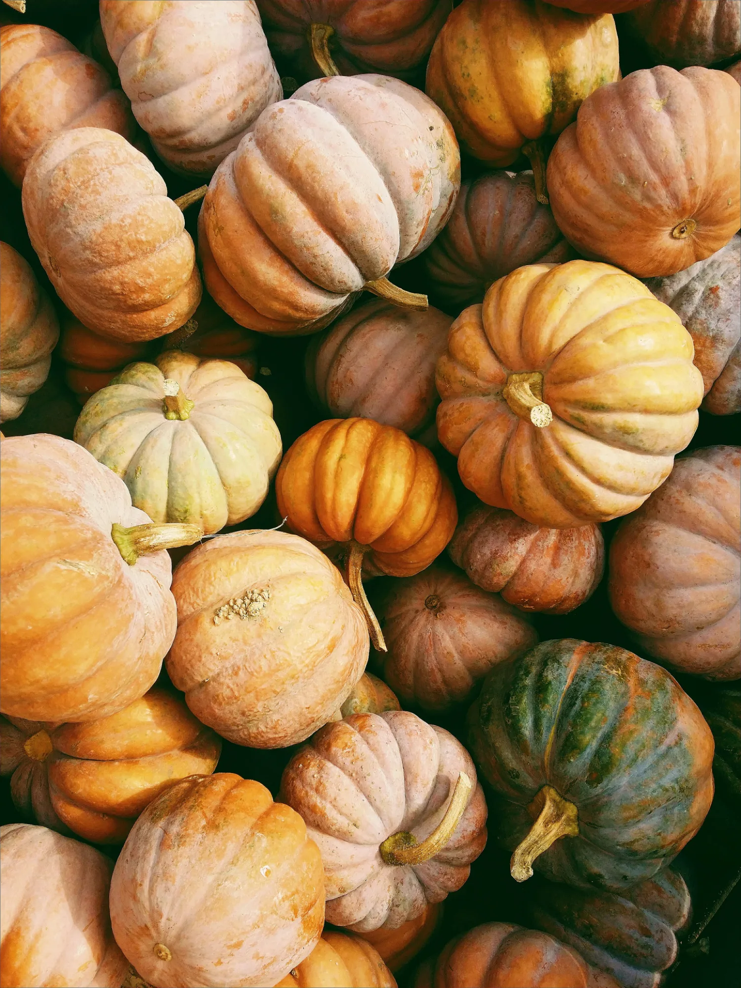pumpor-höst