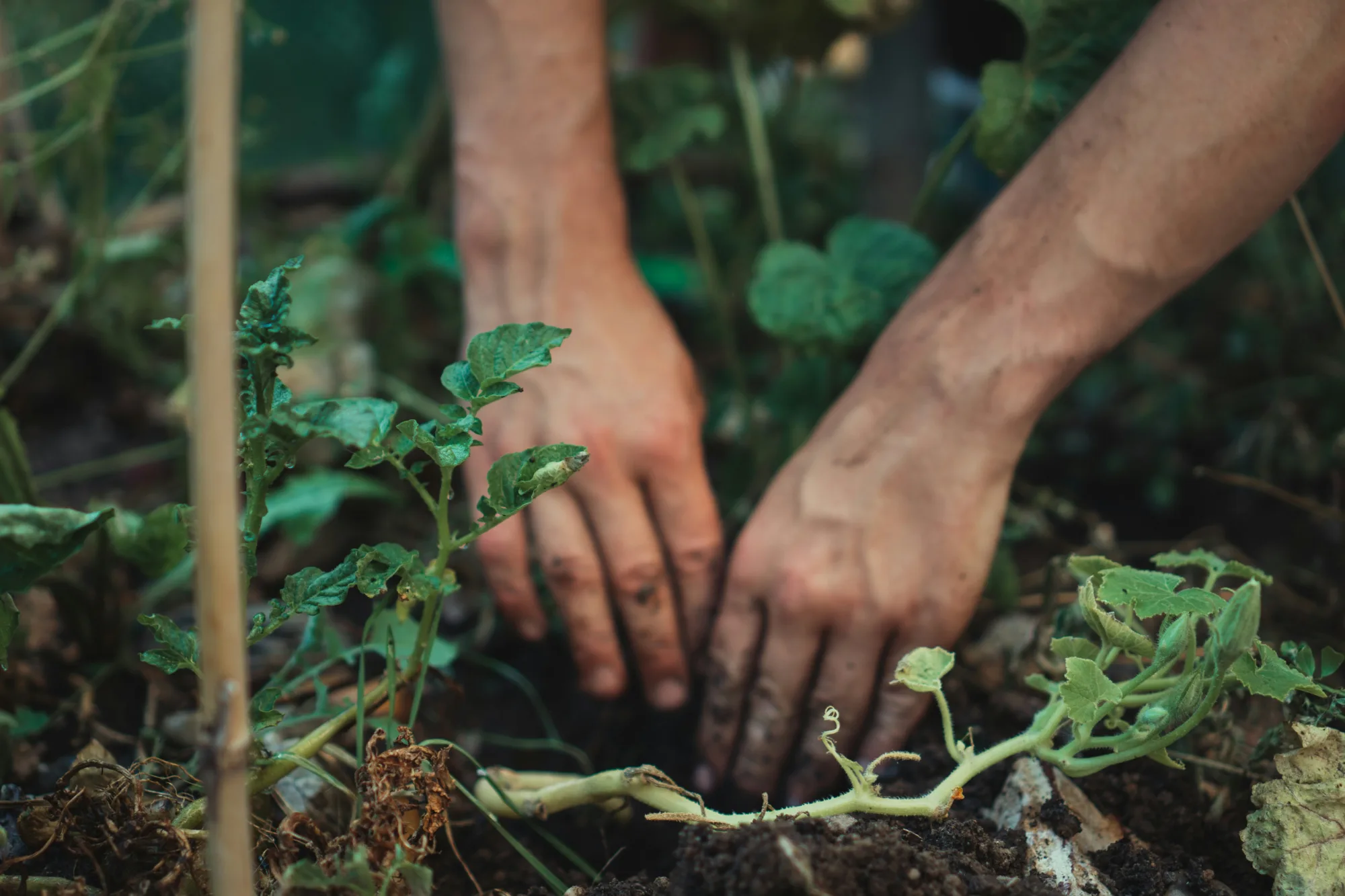 Händer som planterar en planta i mörk jord