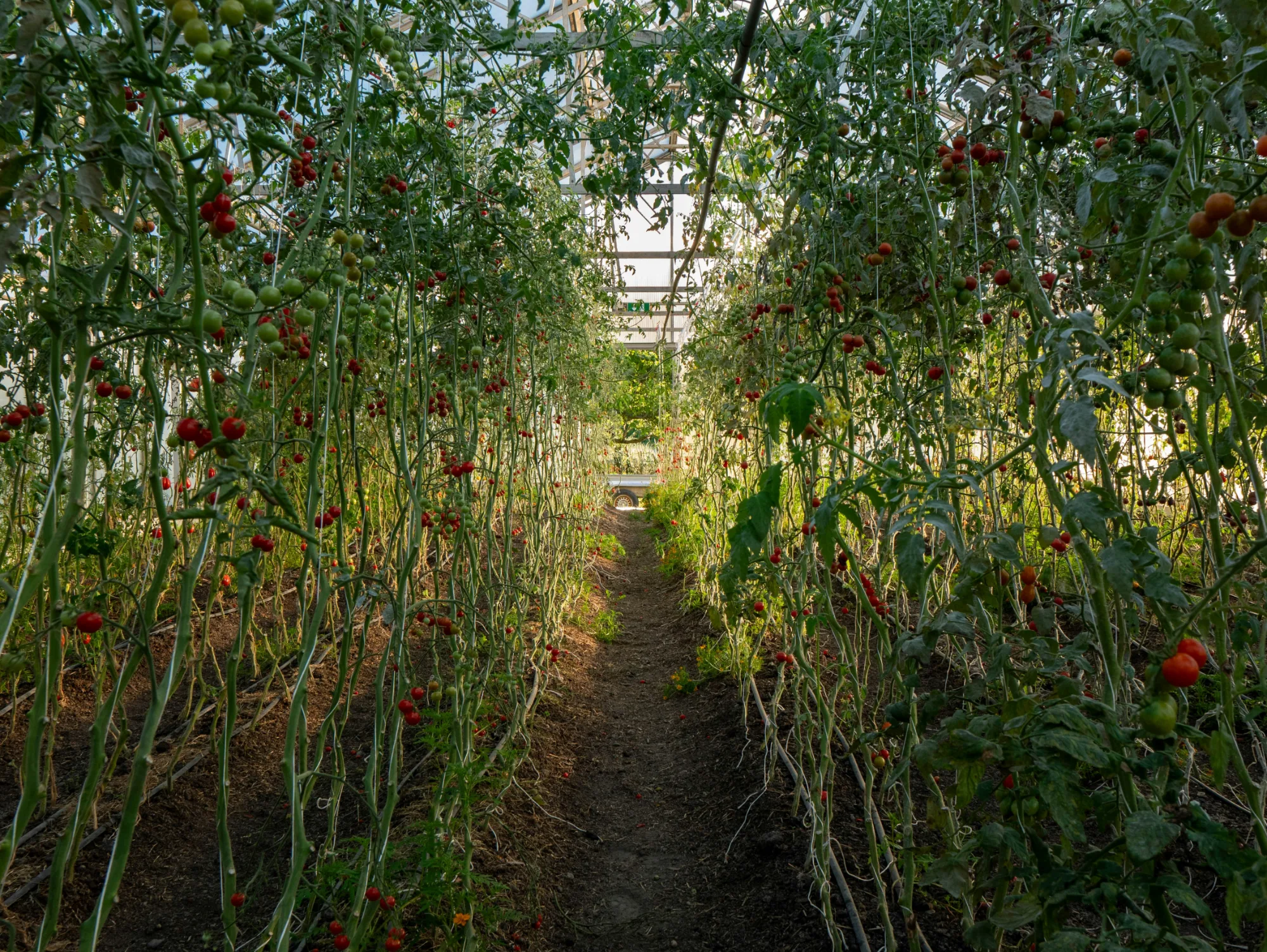 Växthus med höga tomatplantor och röda tomater