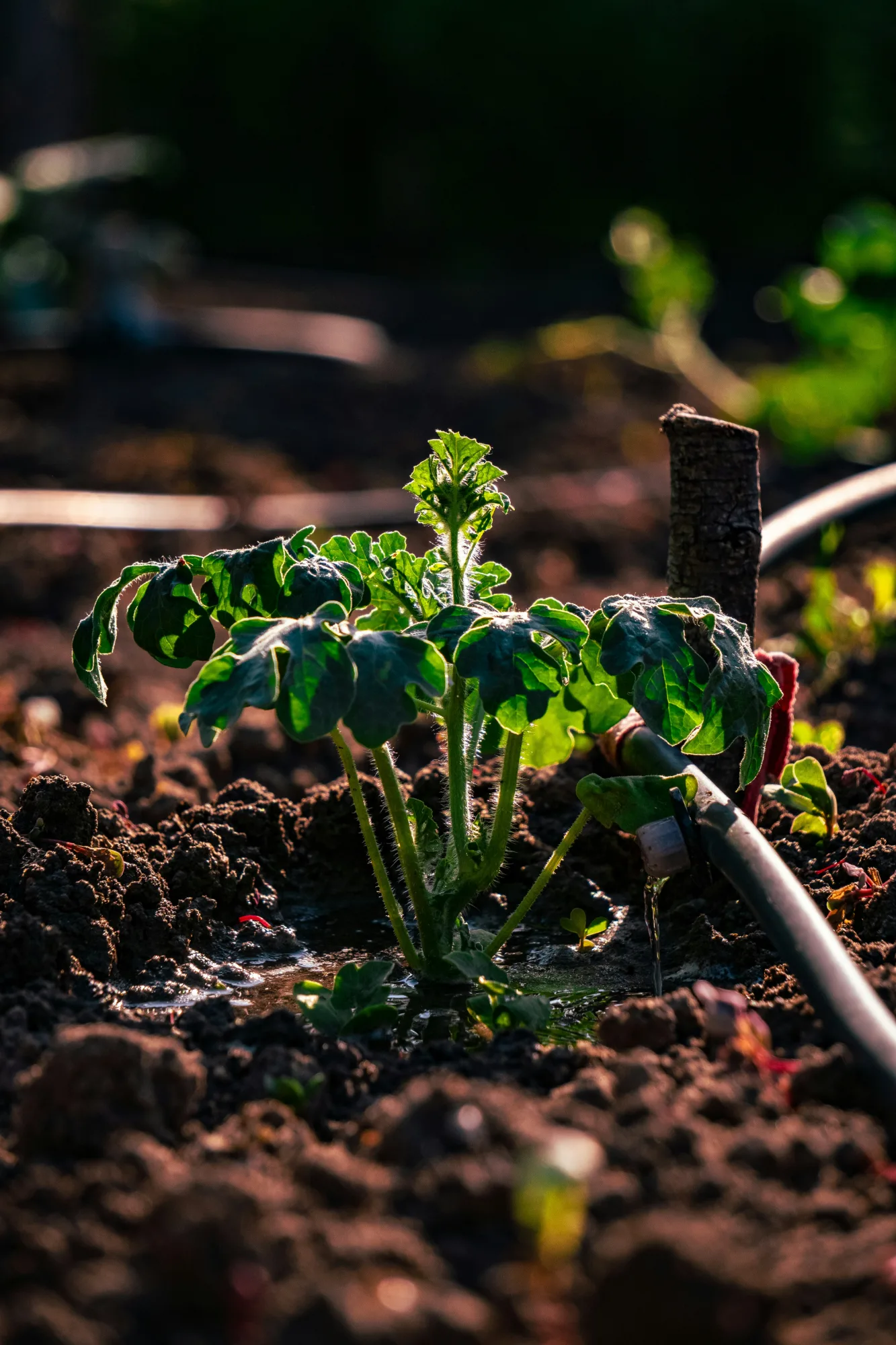 Ung tomatplanta som vattnas med droppbevattning